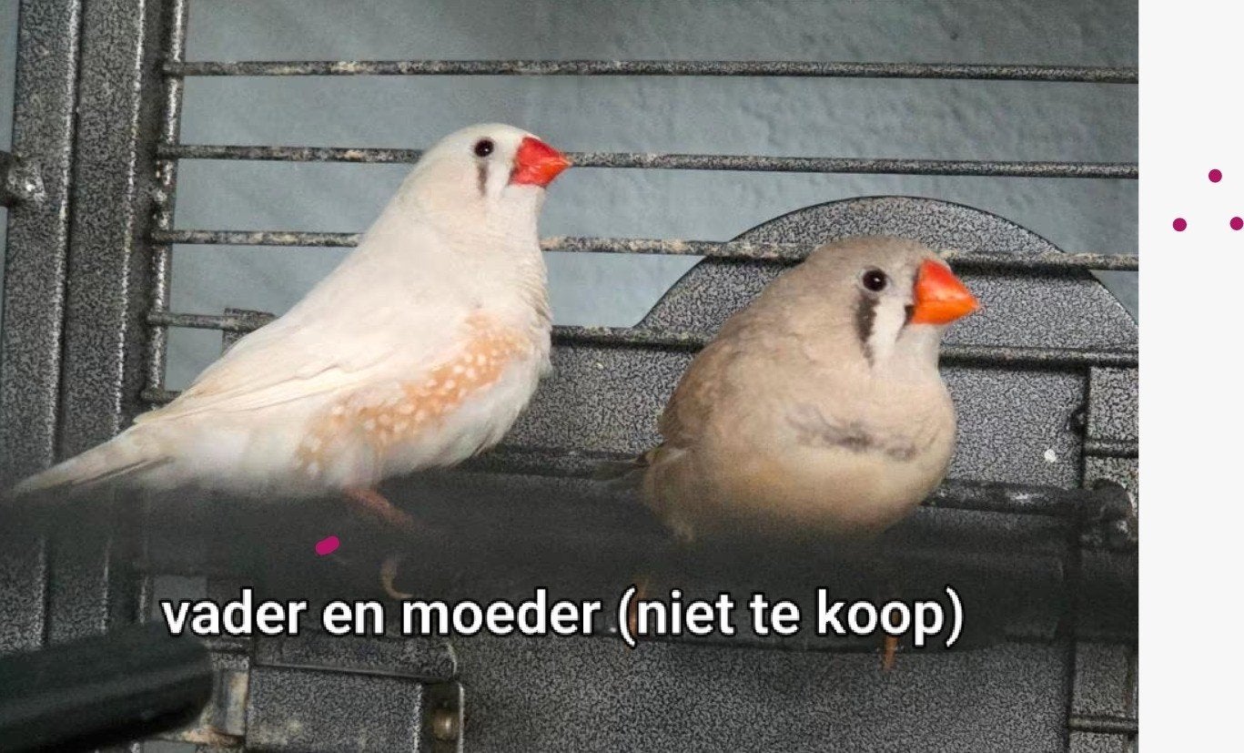 Mooie jonge zebravinken, Dieren en Toebehoren, Vogels | Overige Vogels, Geslacht onbekend