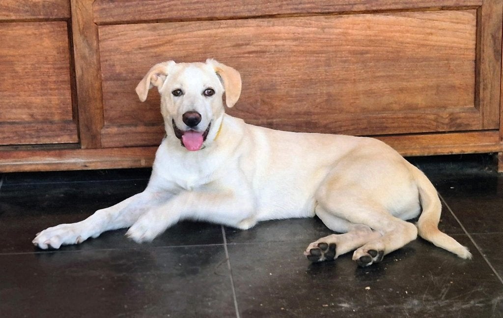 AIN: Diesel, Dieren en Toebehoren, Honden | Niet-rashonden, 15 weken tot 1 jaar, Buitenland, Eén hond, Reu