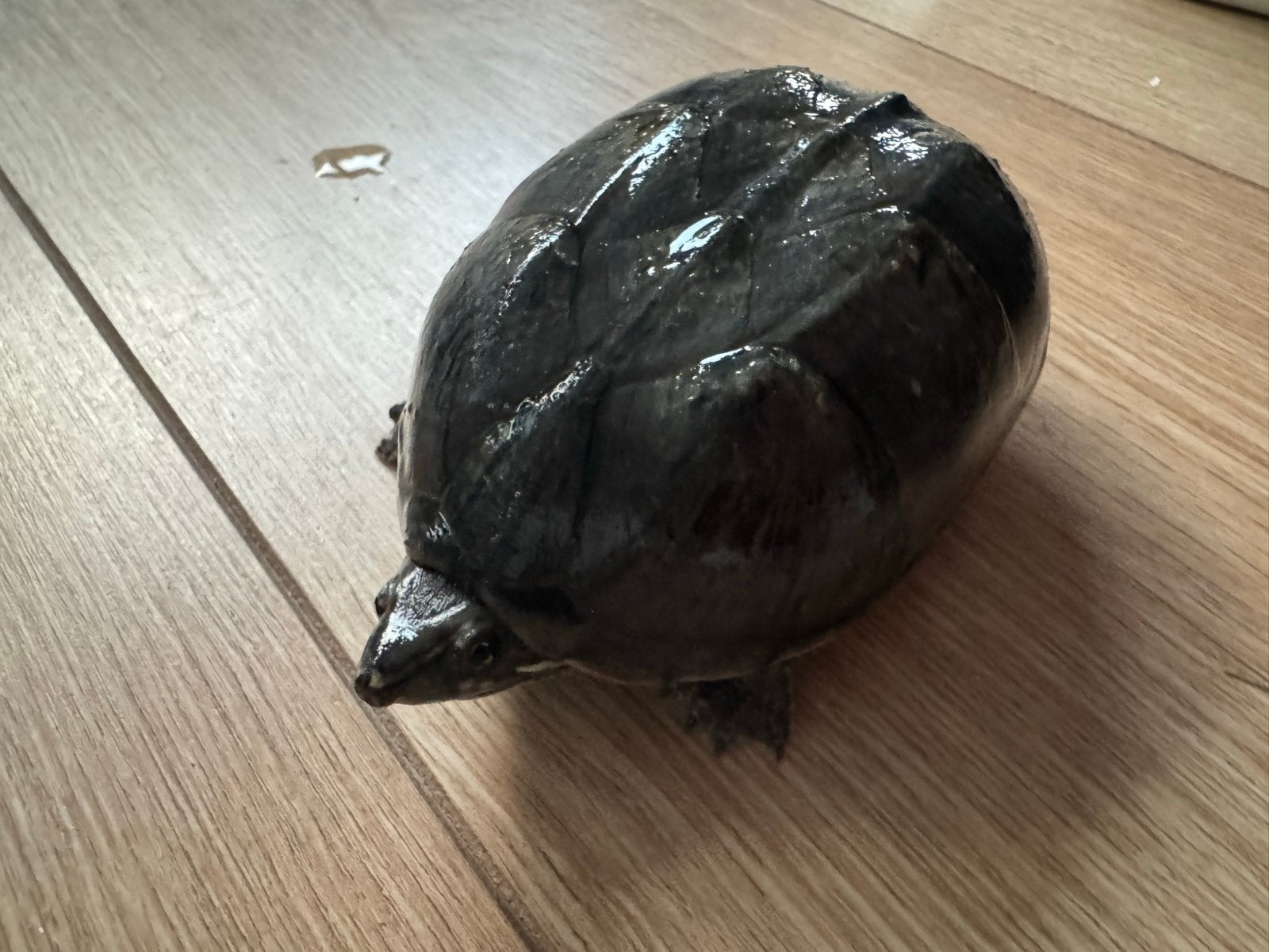 Schildpadden, Schildpad