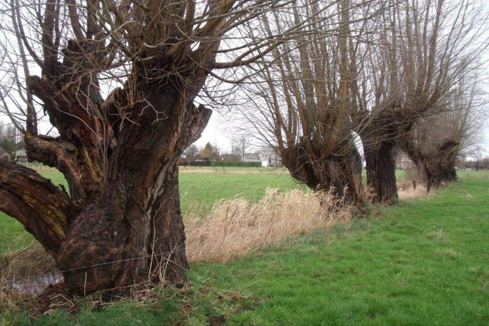 knotwilgen hout stookhout kachel, 6 m³ of meer, Ophalen