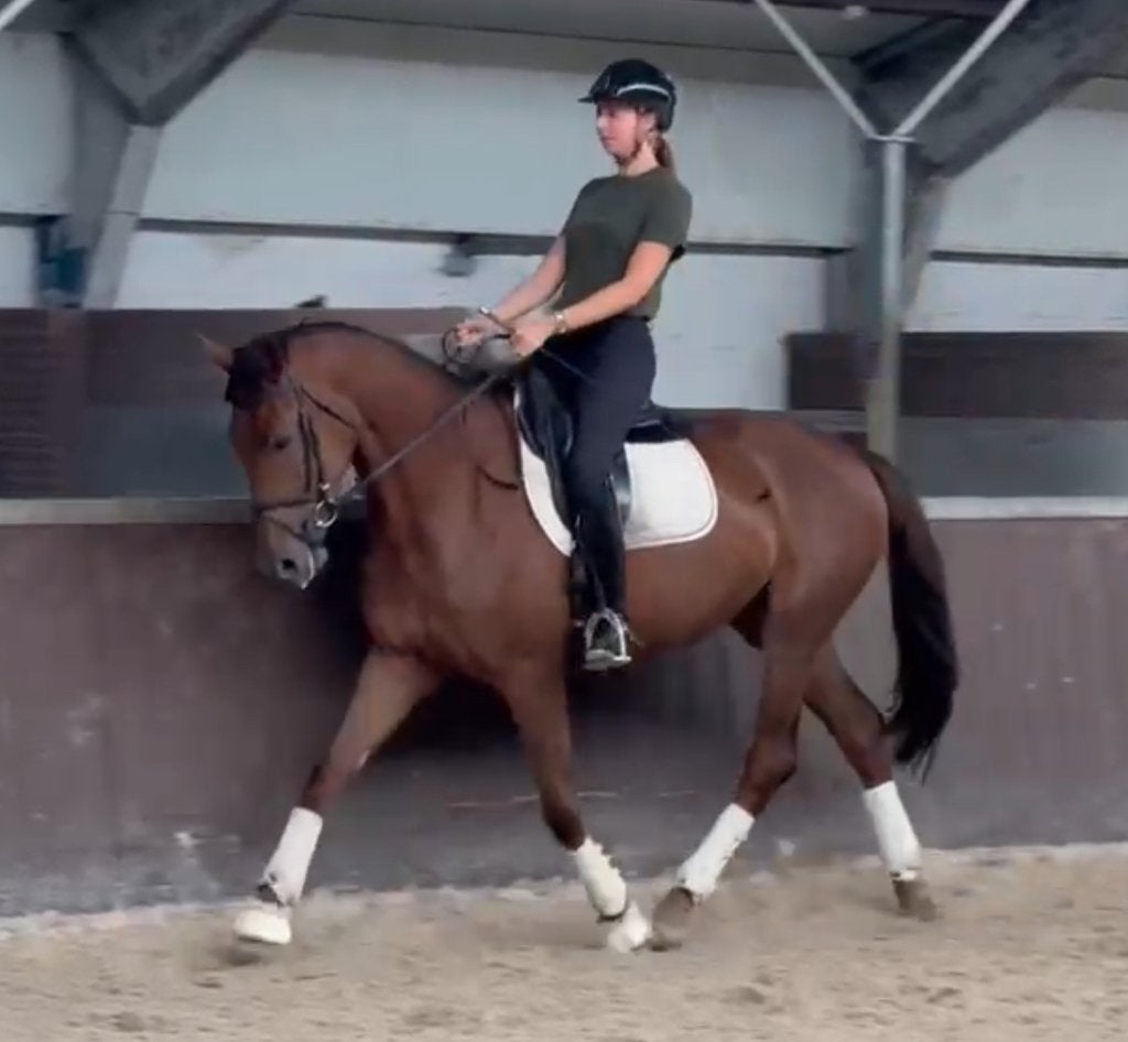 Dressuurpaard 4jaar, Merrie, Dressuurpaard, Zadelmak, 3 tot 6 jaar