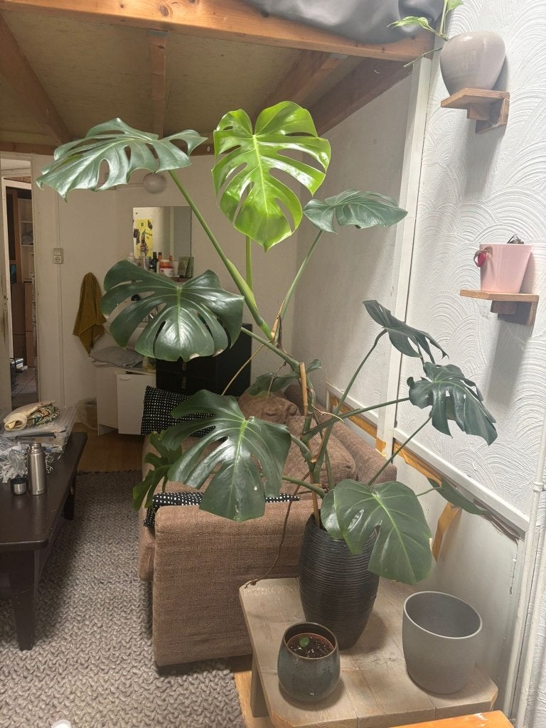 Monstera Deliciosa, Huis en Inrichting, Kamerplanten, Ophalen, 100 tot 150 cm, Halfschaduw, In pot