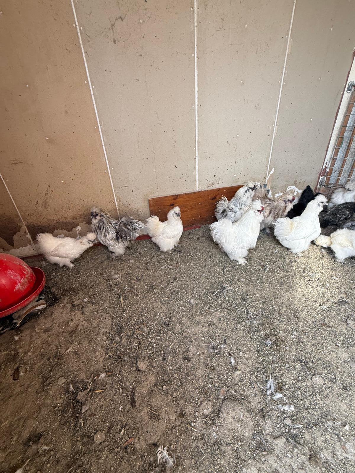 EU ZIJDEHOEN SILKIE, Dieren en Toebehoren, Meerdere dieren, Kip