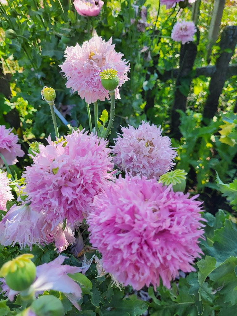Zaden Papaver lichtroze frizzle, Verzenden, Volle zon