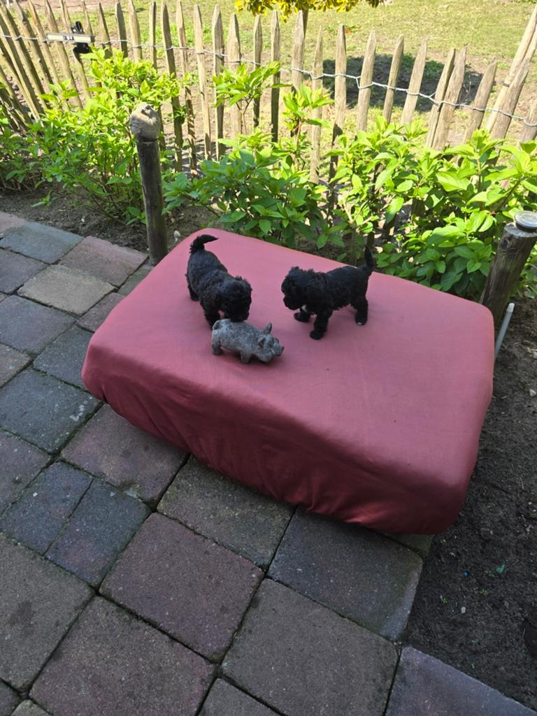 Twee grote, kleine schatjes!, Poedel, Parvo, Reu, 8 tot 15 weken
