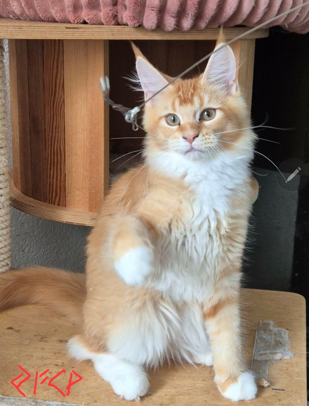 Maine Coon kittenst met stamboom nog paar vrij, Meerdere dieren, Met stamboom, 0 tot 2 jaar