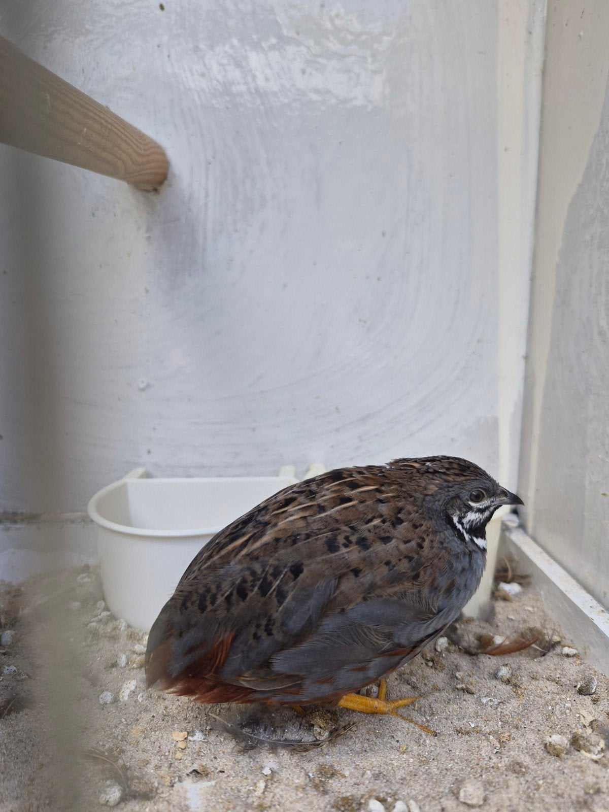 Chinese dwergkwartel, Dieren en Toebehoren, Mannelijk