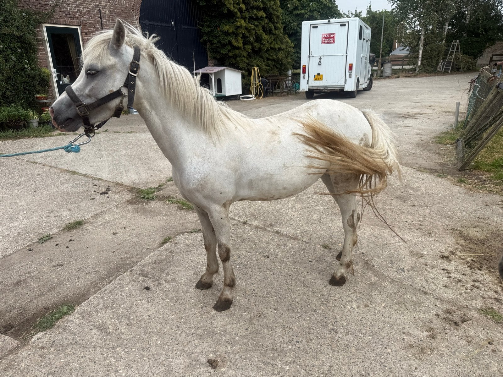 Jonge welsh  pony’s, Dieren en Toebehoren, Pony's, Merrie, Tuigpony, 3 tot 6 jaar