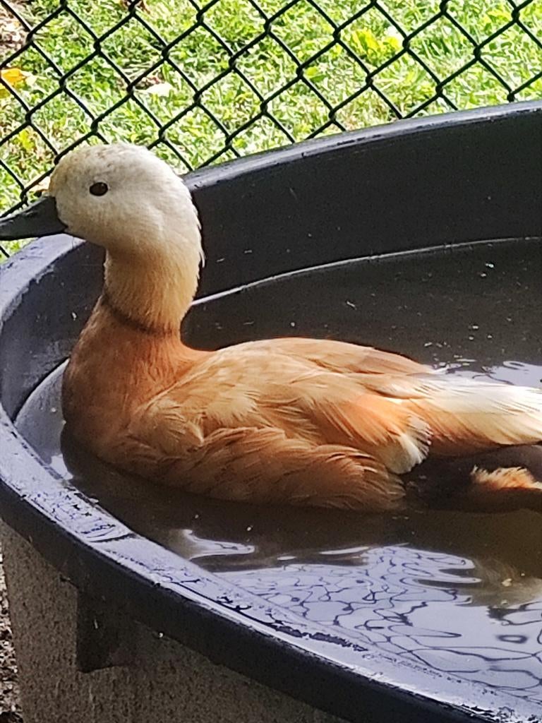 Casarca man gekortwiekt, Dieren en Toebehoren, Mannelijk, Eend