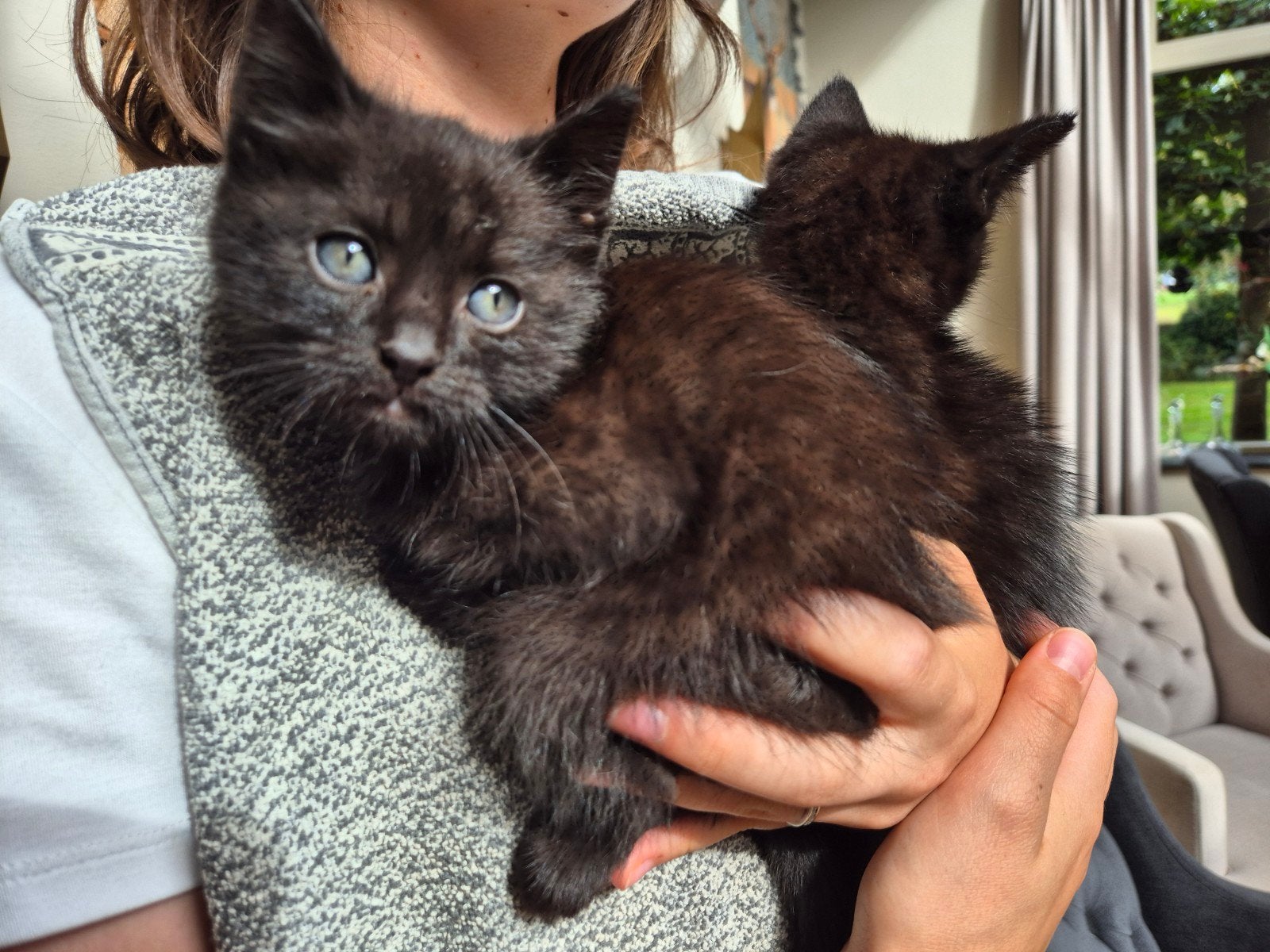 Te koop twee lieve kittens