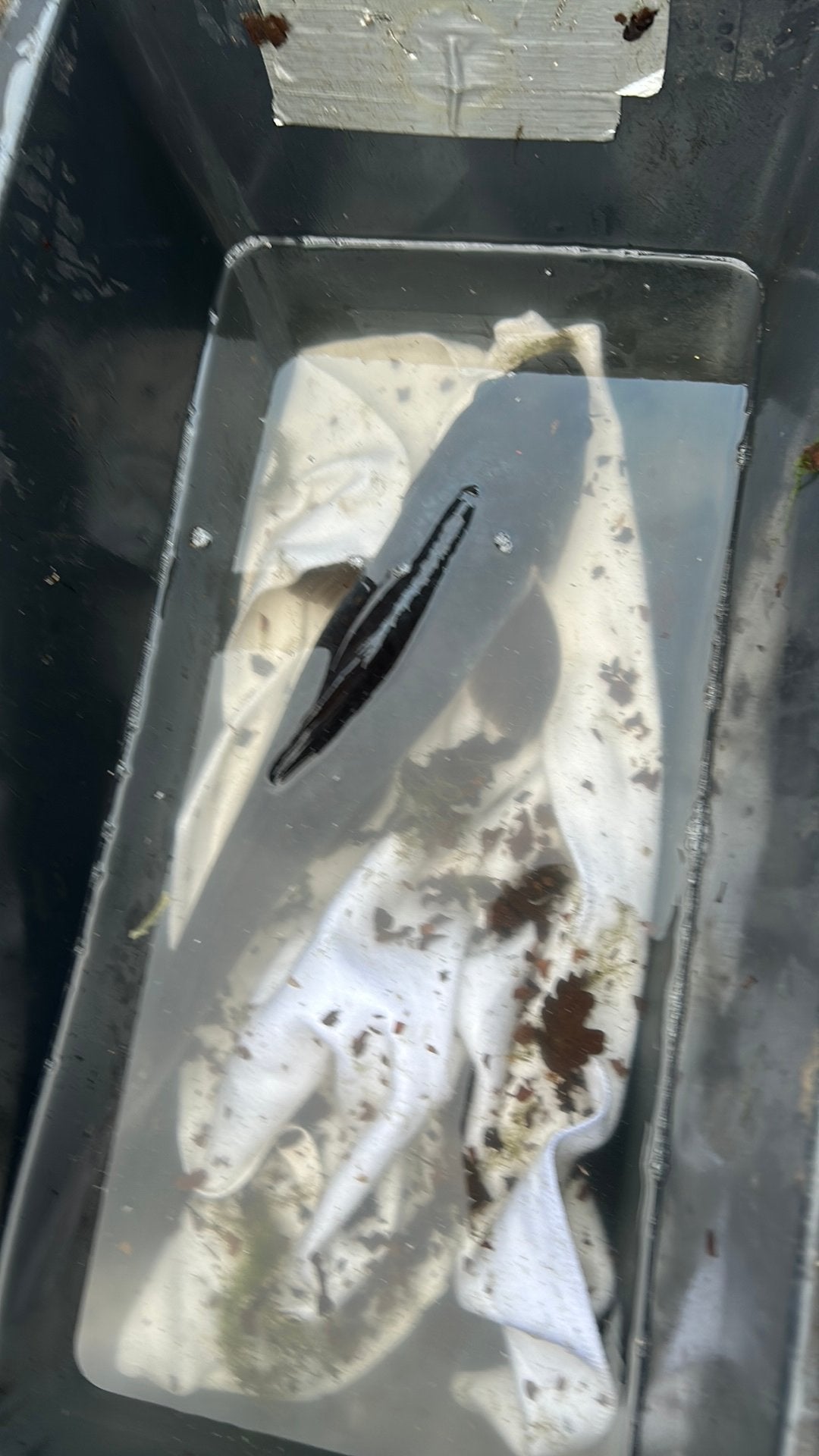 Koi 65 cm, Karper of Koi
