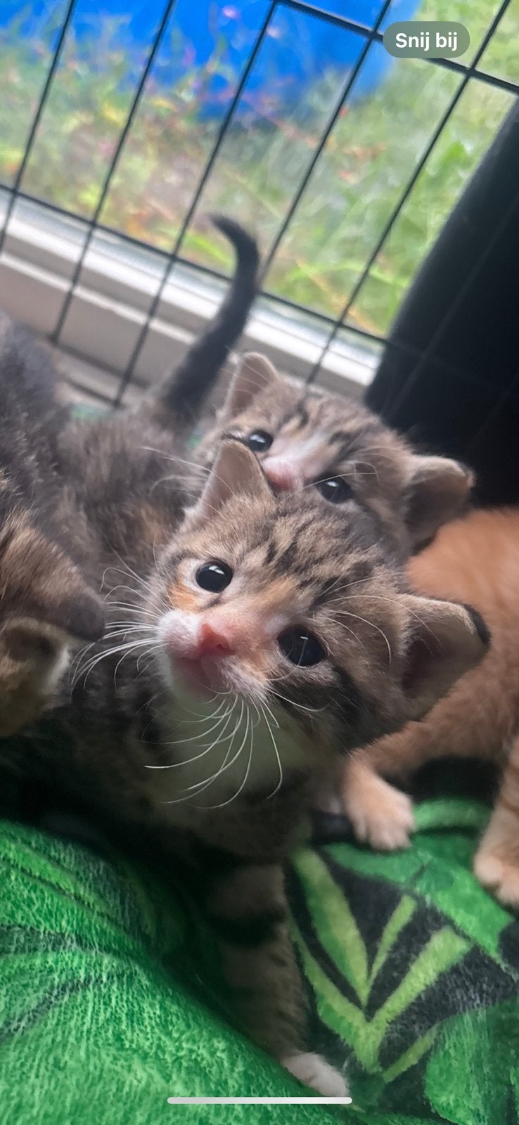 Schattige kittens 20/08/2026, Meerdere dieren