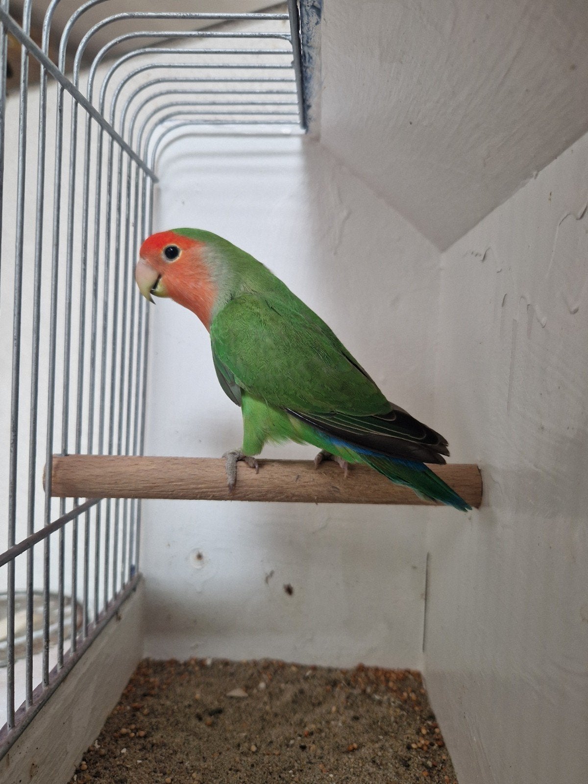agapornis vogelkooi kooi volière vogel, Meerdere dieren, Dwergpapegaai of Agapornis