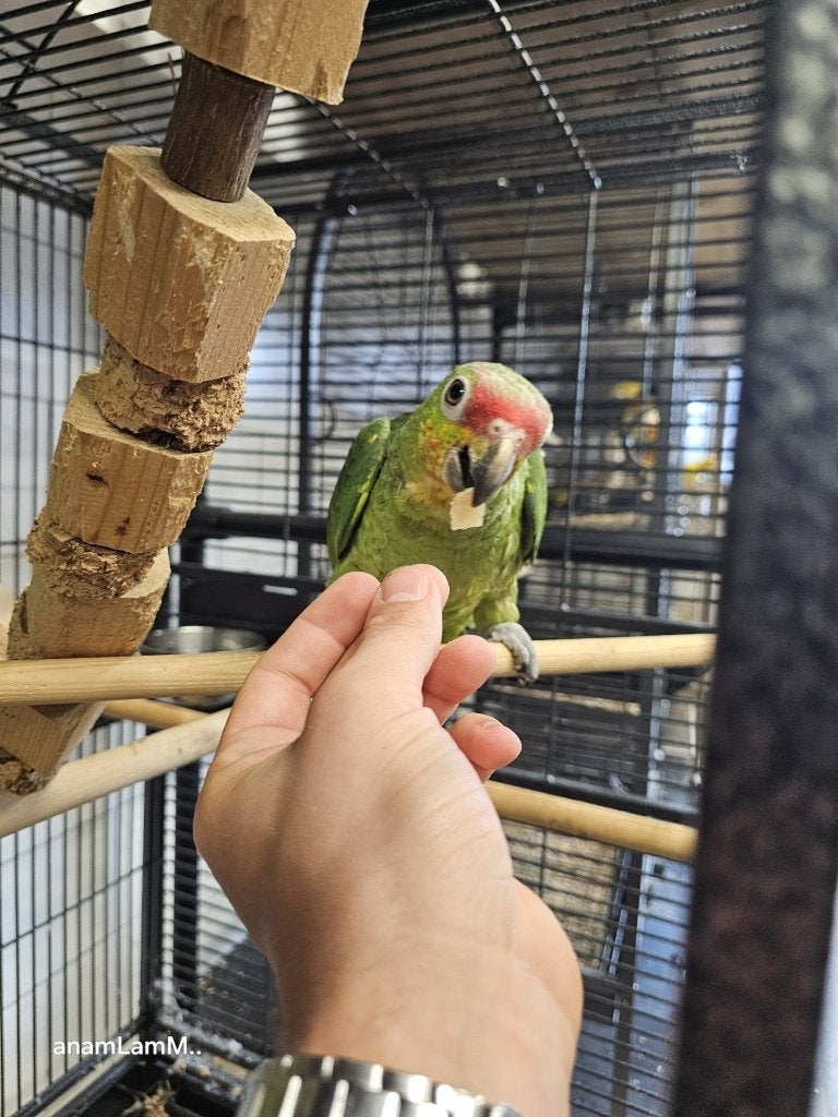 Geelwang Amazone Papegaai | Handtam | Met DNA, Meerdere dieren, Parkiet, Tam