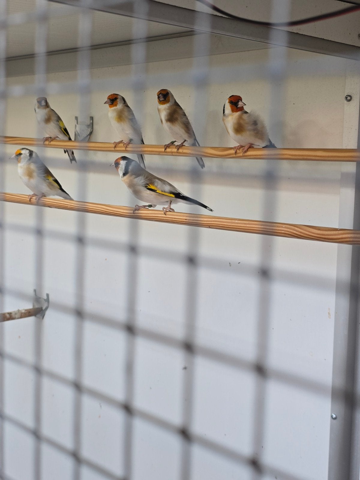 grote mayor putters 2026, Mannelijk, Wildzangvogel, Geringd