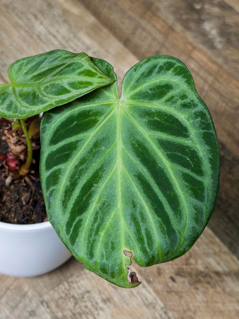Anthurium Silver Blush, Ophalen of Verzenden, Halfschaduw, Minder dan 100 cm