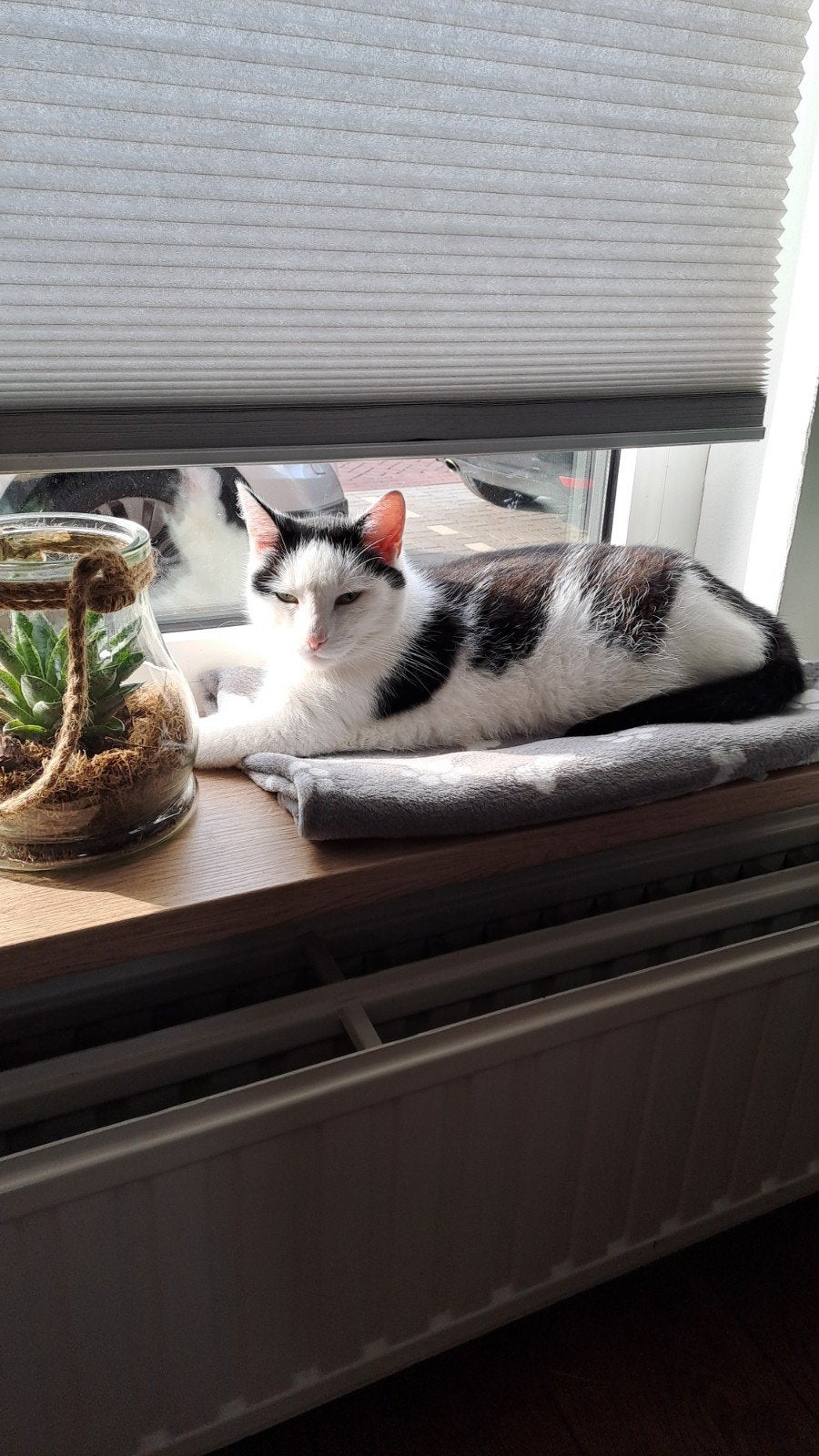 Bella zoekt een nieuw thuis., Dieren en Toebehoren, Poes, Kortharig, 6 jaar of ouder