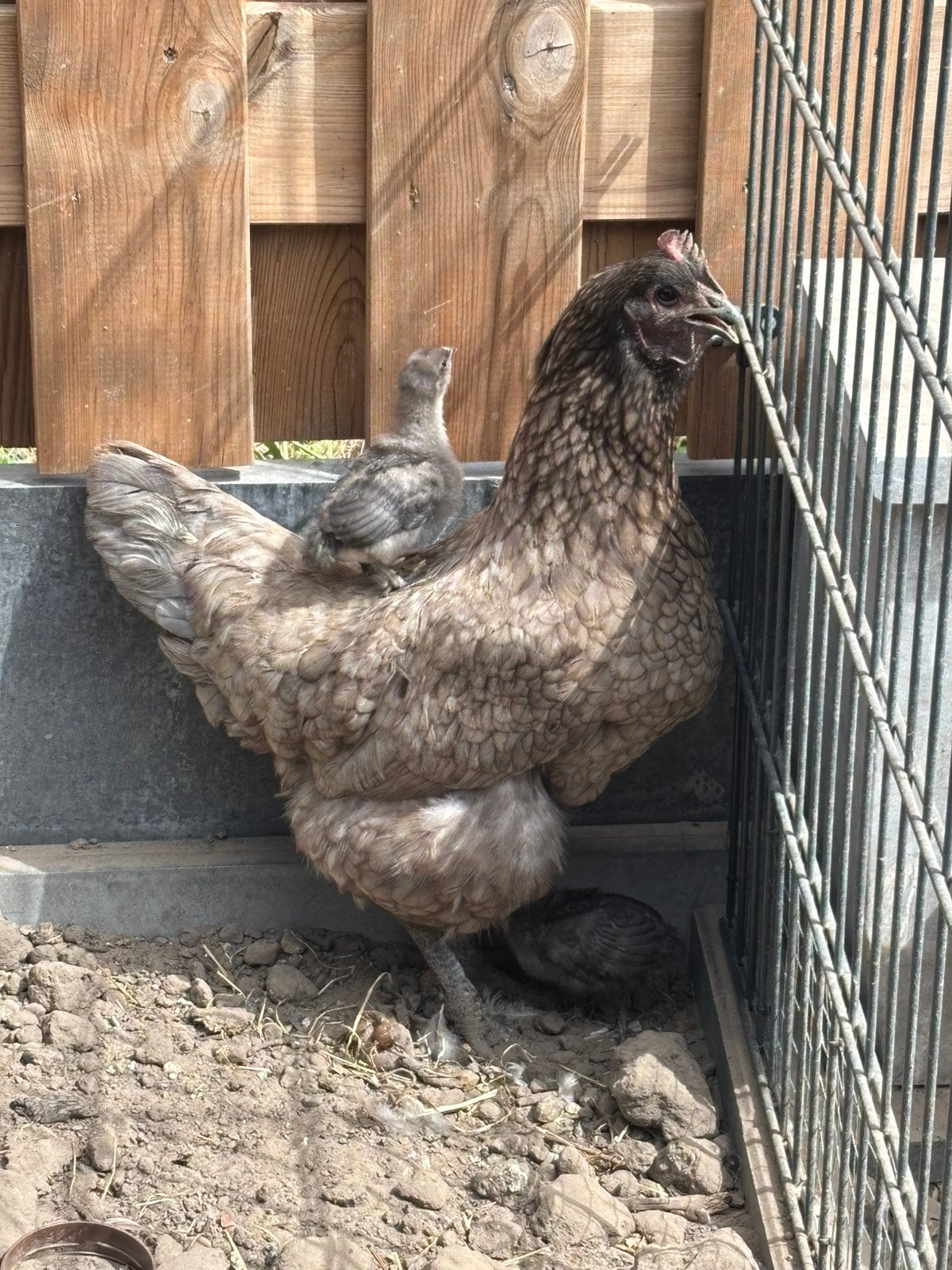 Kip met kuikens, Meerdere dieren, Kip