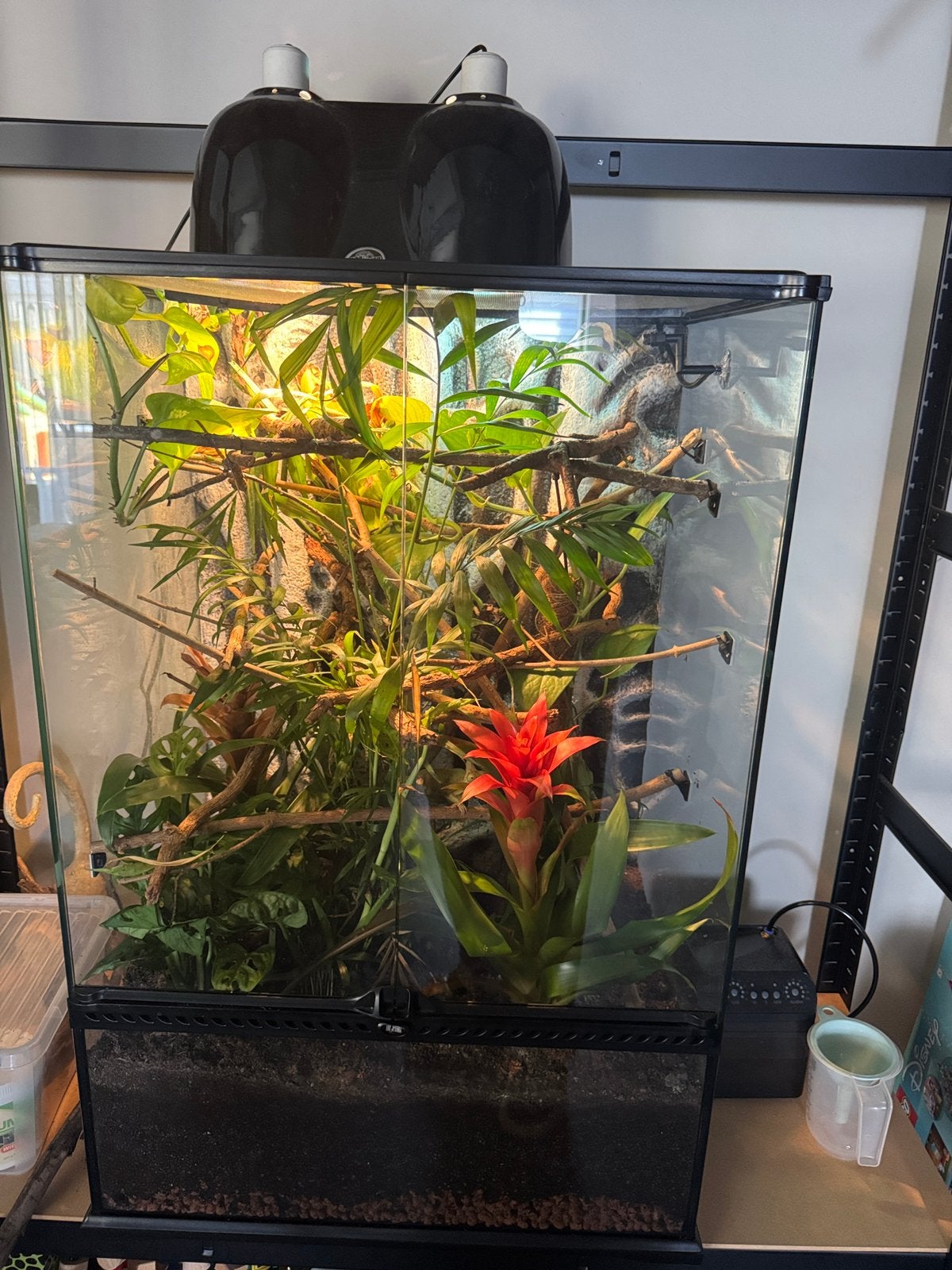 Terrarium, Ophalen of Verzenden, Zo goed als nieuw