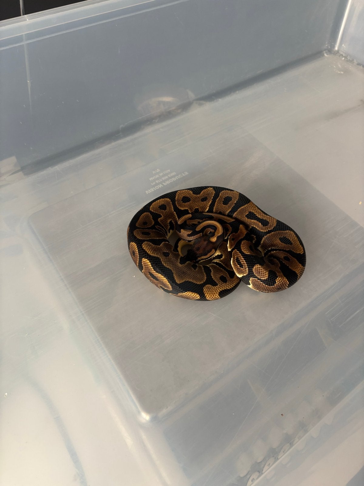 Ball pythons, Slang, 0 tot 2 jaar