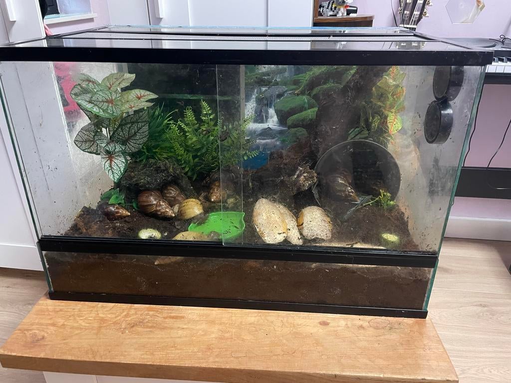 Afrikaanse reuzenslakken (fulcia’s) bio diverse terrarium., Ophalen, Tak, Plant, Rots of Steen
