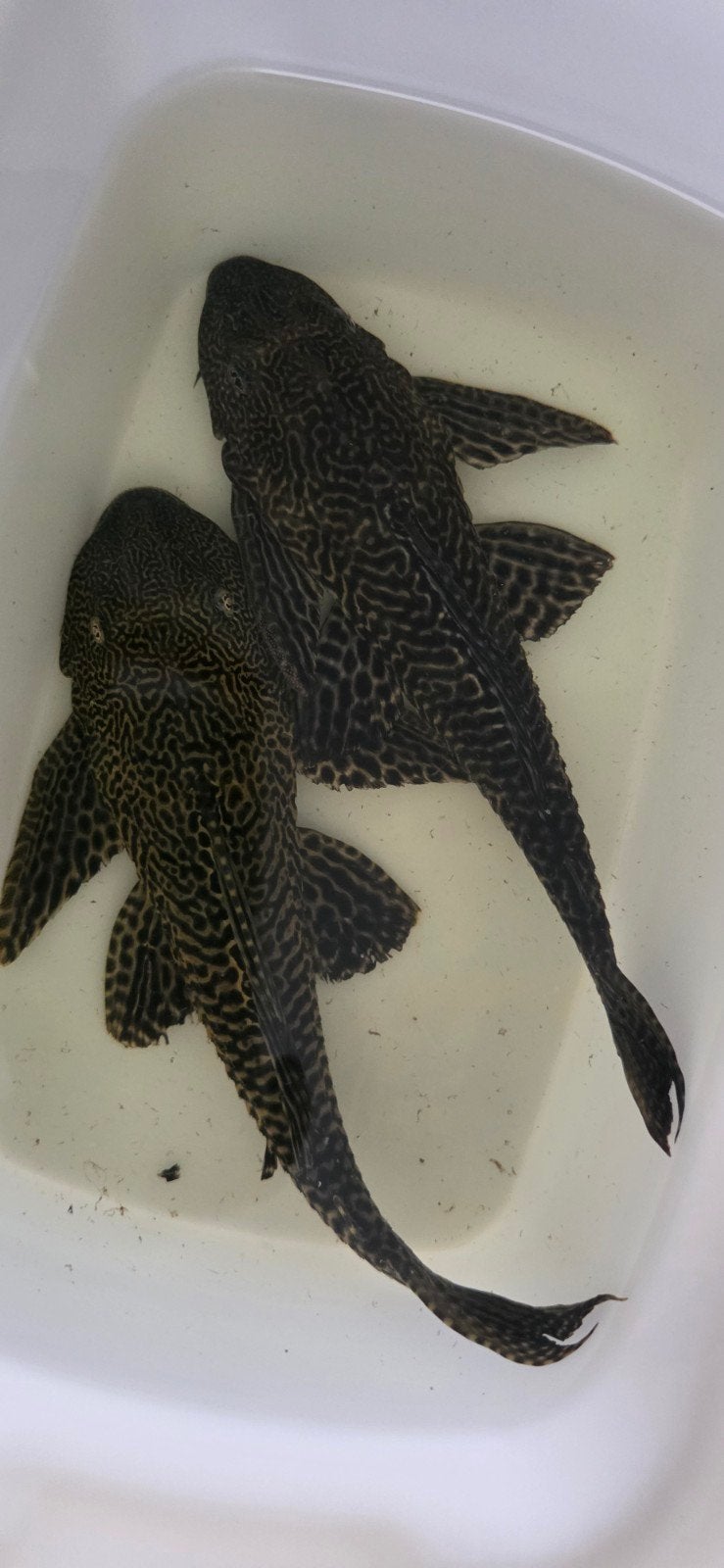Pleco +- 26 cm 2 stuks, Vis