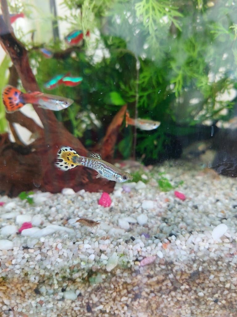 Baby guppy's en/of vuur garnaaltjes, Vis, Zoetwatervis