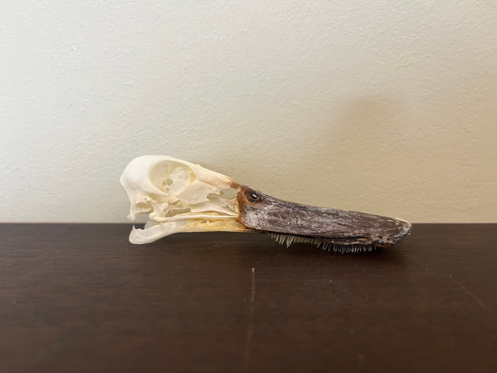 Schedel roseoor eend, Ophalen of Verzenden, Nieuw, Vogel, Schedel