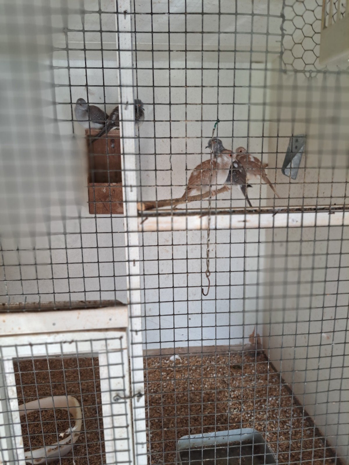 te koop, Meerdere dieren
