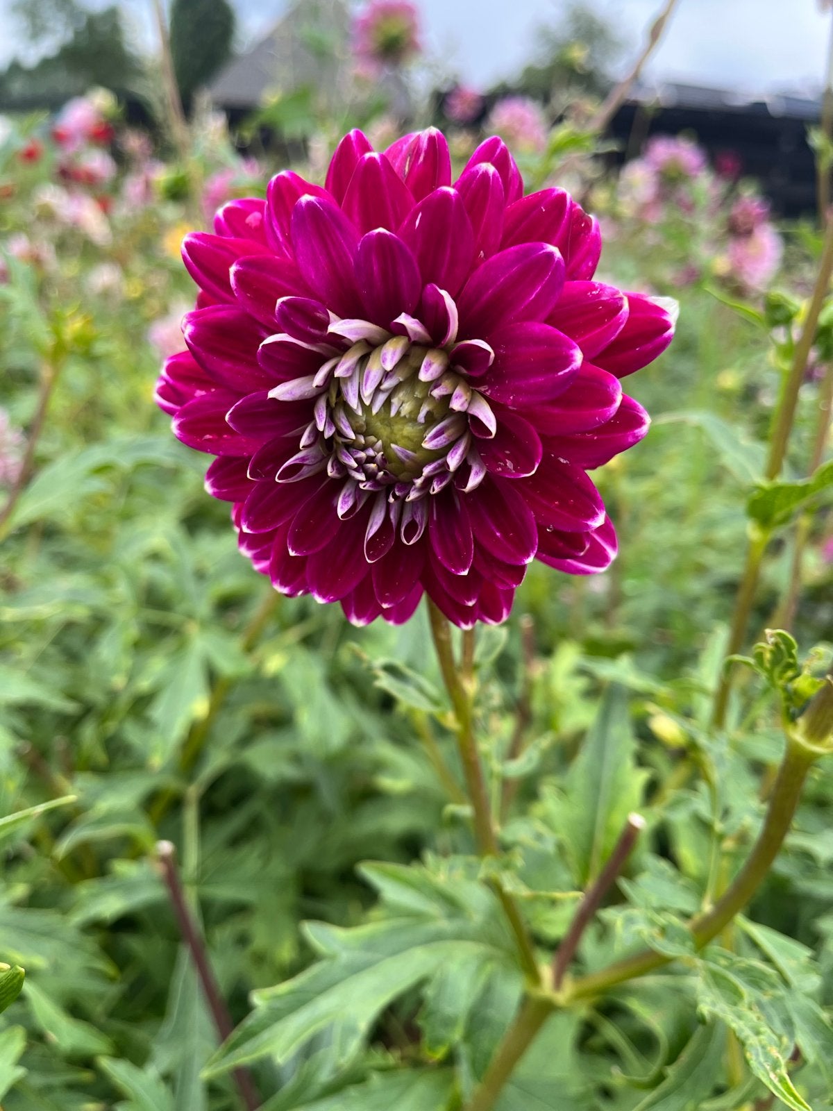 Prachtige Dahlia Knollen - Levendige Magenta Kleur, Ophalen of Verzenden, Voorjaar, Volle zon, Knol