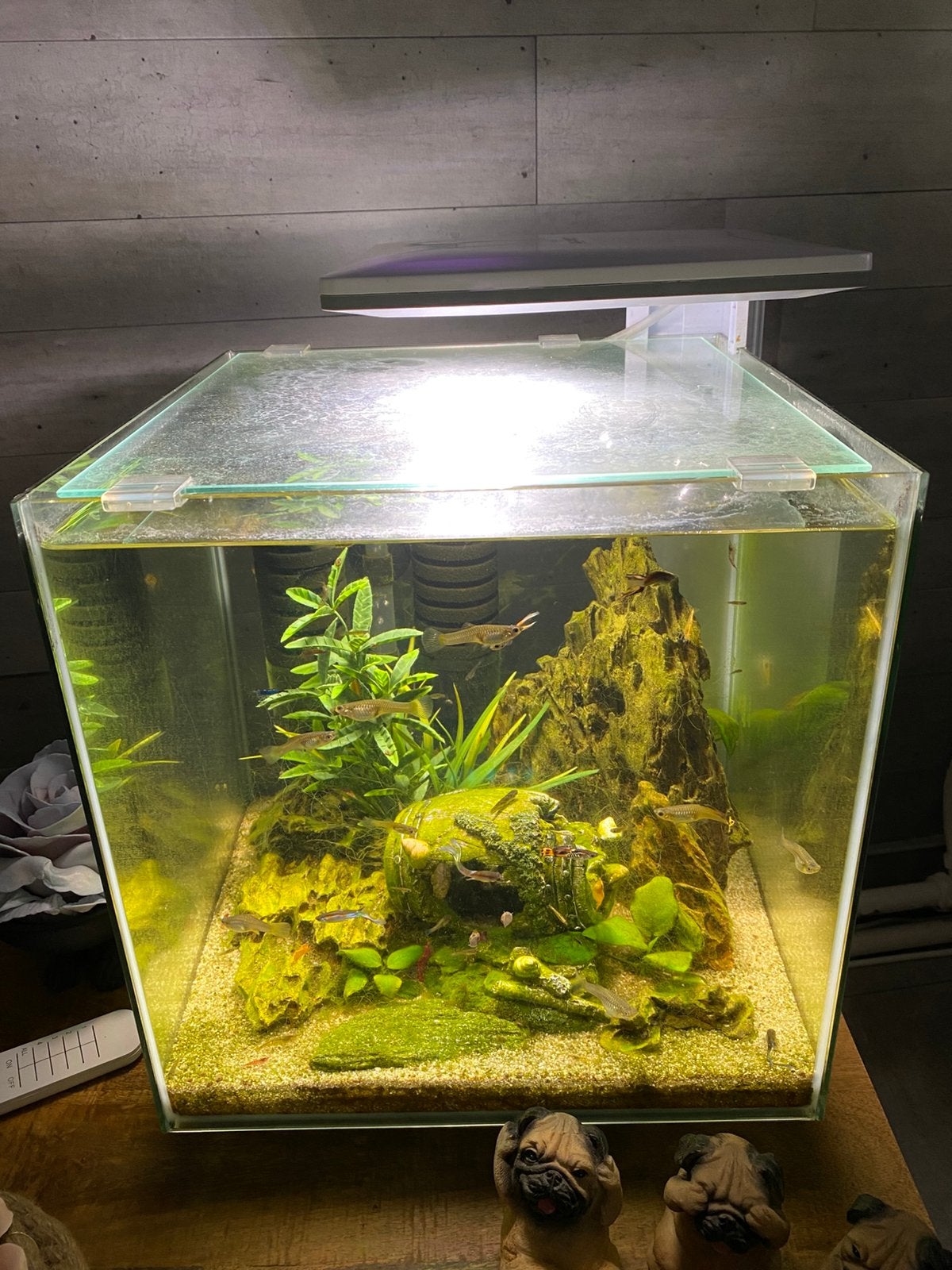 Superfish Qubiq 30 Pro met guppy’s en gekleurde garnalen, Ophalen, Gevuld zoetwateraquarium, Superfish, Inclusief vissen