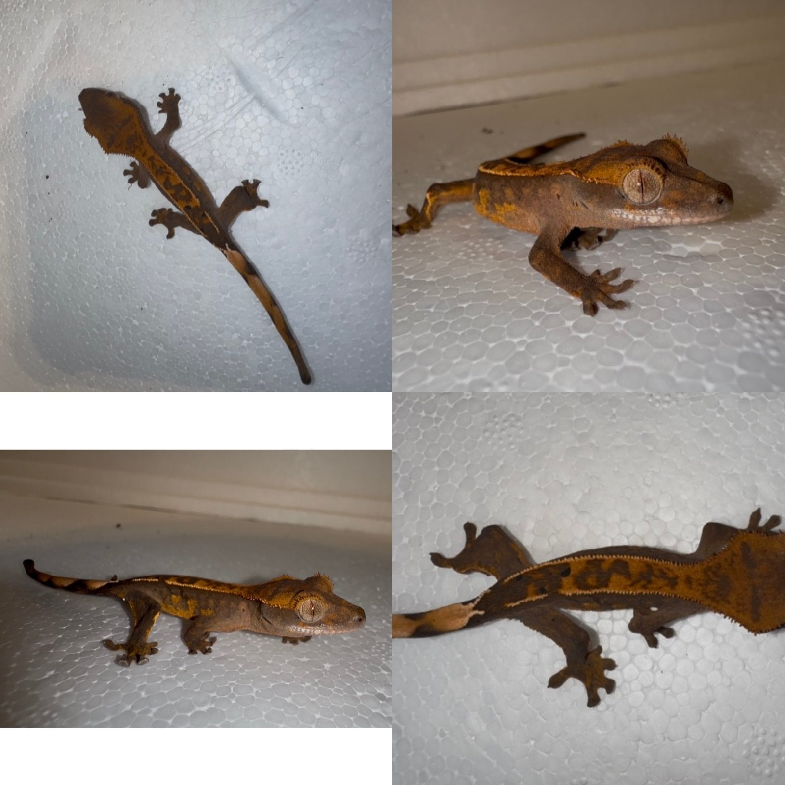 Wimpergekko baby, Dieren en Toebehoren, Hagedis, 0 tot 2 jaar