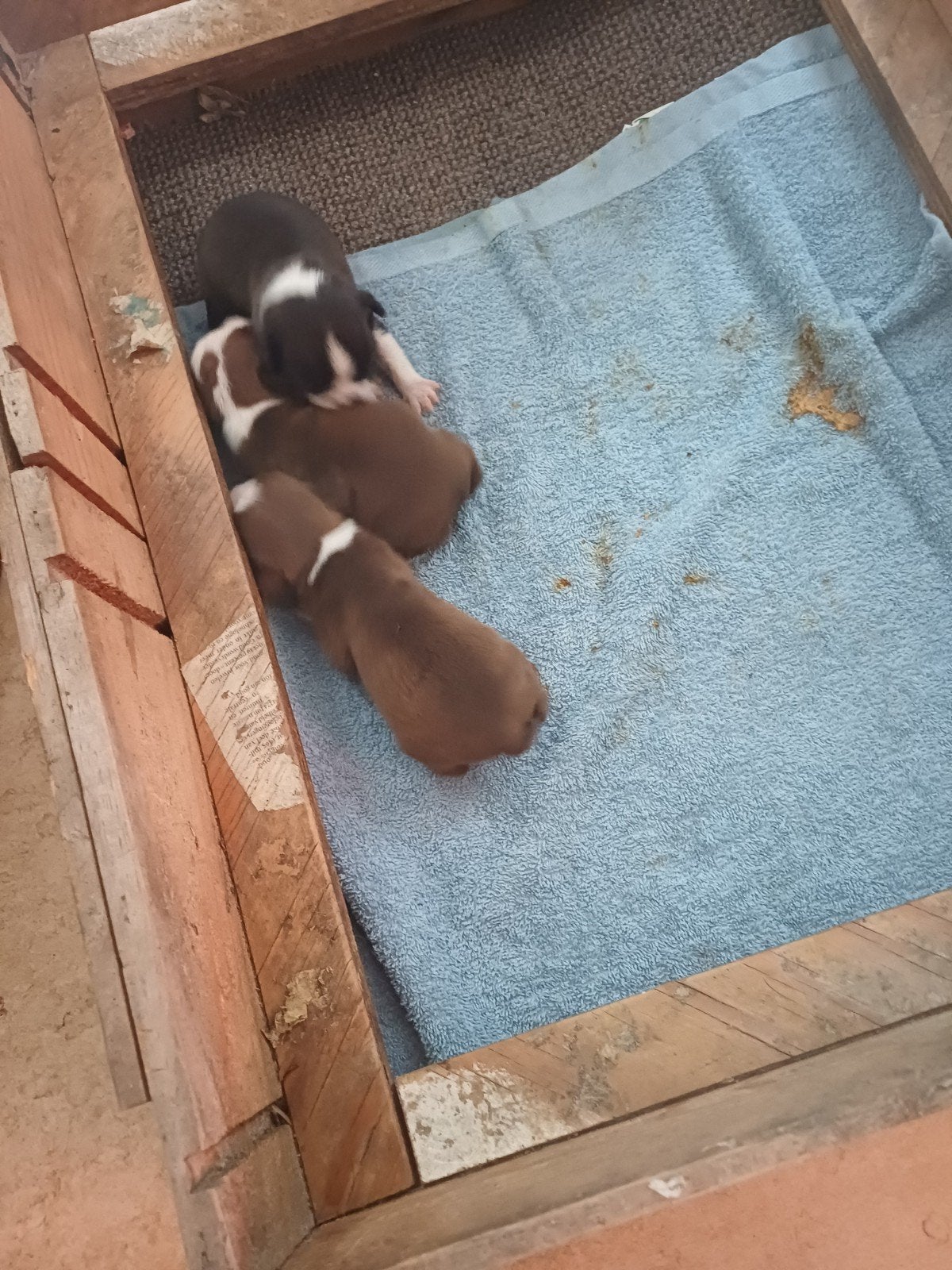 boston terrier pups 2 reutjes en een teefje zwart.de reutjes, Dieren en Toebehoren, 8 tot 15 weken, Parvo, Bulldog, Meerdere