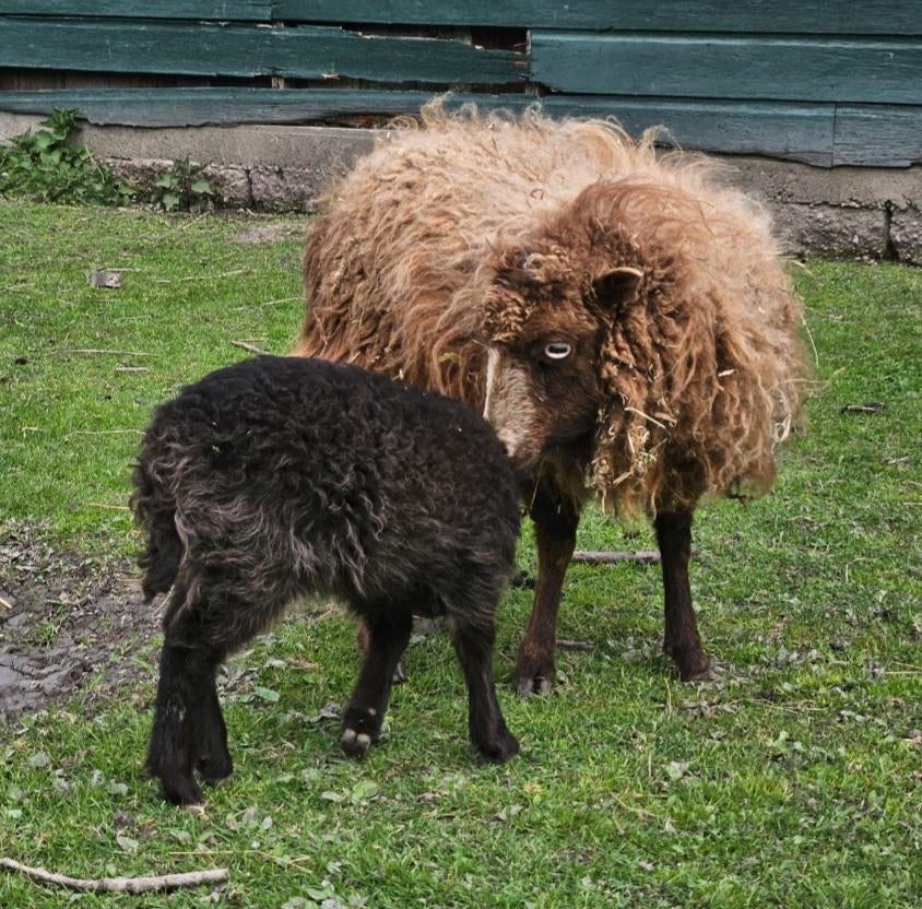 Ouessant ooi met of zonder ramlam met ubn (stamboek), Dieren en Toebehoren, Schapen, Geiten en Varkens, Vrouwelijk, Schaap, 3 tot 5 jaar