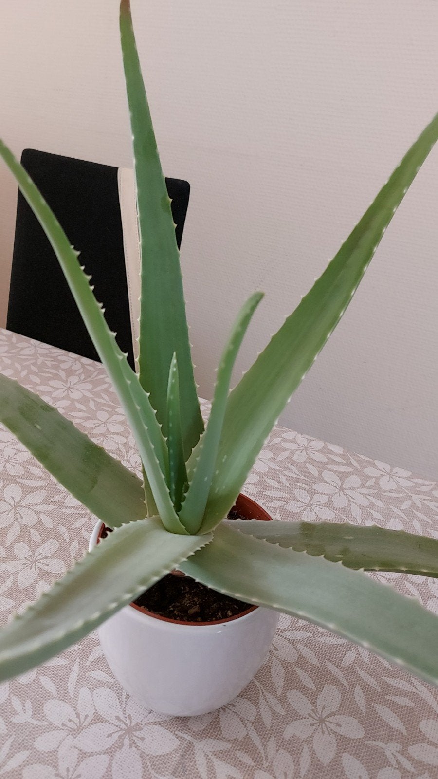 Aloë vera plant met binnenpot en mooie tijdloze buitenpot, Ophalen