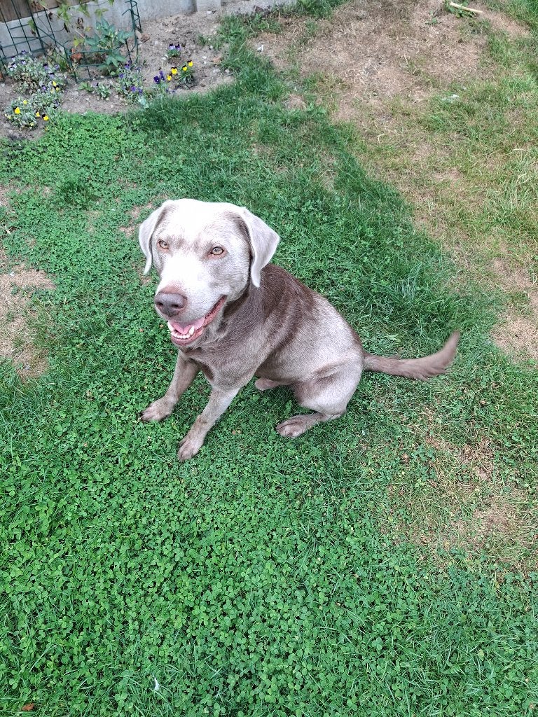 Labrador te koop, Dieren en Toebehoren, Honden | Retrievers, Spaniëls en Waterhonden, België, Particulier, Reu, Labrador retriever