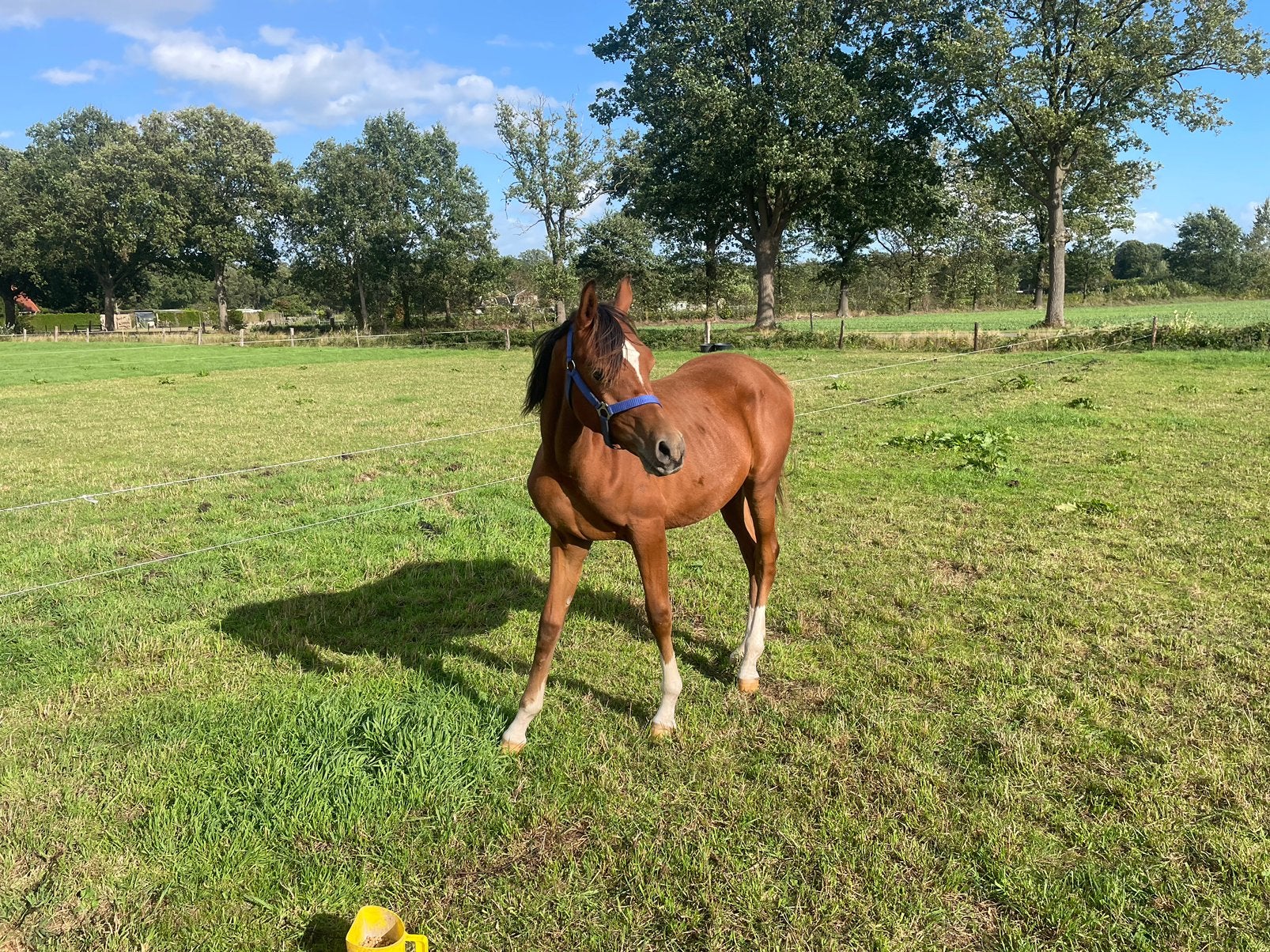 Mooie D/E pony te koop, Dieren en Toebehoren, Gechipt, Niet van toepassing, 0 tot 2 jaar, Hengst