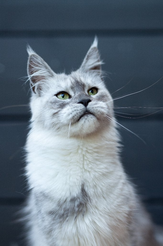 gesteriliseerde maine coon poes 1 jaar 10 maanden. heel lief, Poes, Met stamboom, 0 tot 2 jaar