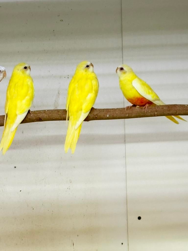 Te koop 3 mooie roodbuik lutino splendid’s, Dieren en Toebehoren, Vogels | Parkieten en Papegaaien, Meerdere dieren, Parkiet