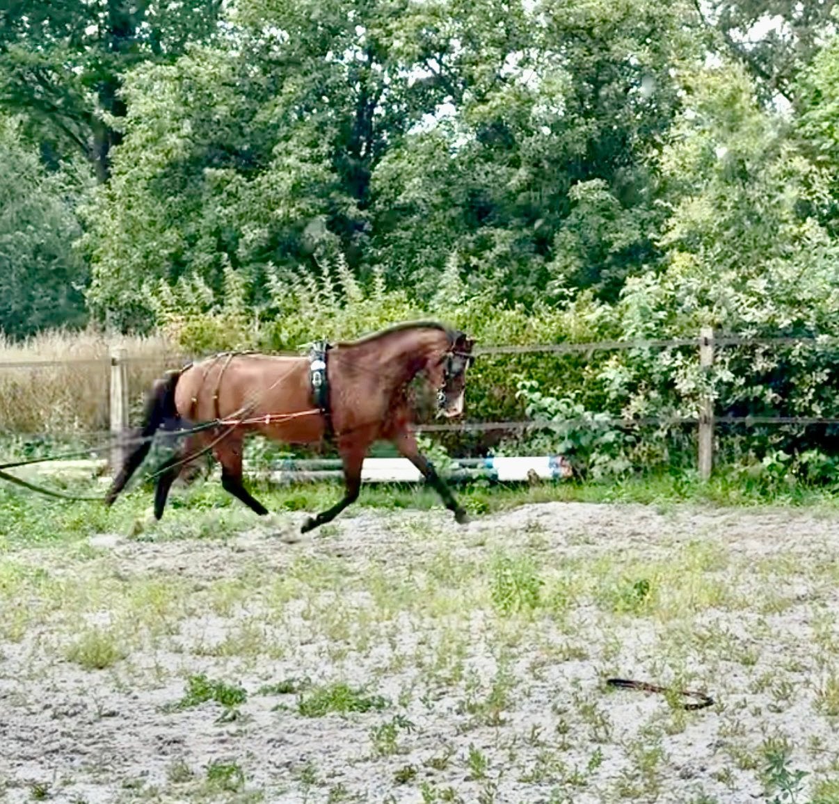 Fantastische 4 jarige New Forest ruin, Dieren en Toebehoren, Met stamboom, Ruin, Niet van toepassing, 3 tot 6 jaar
