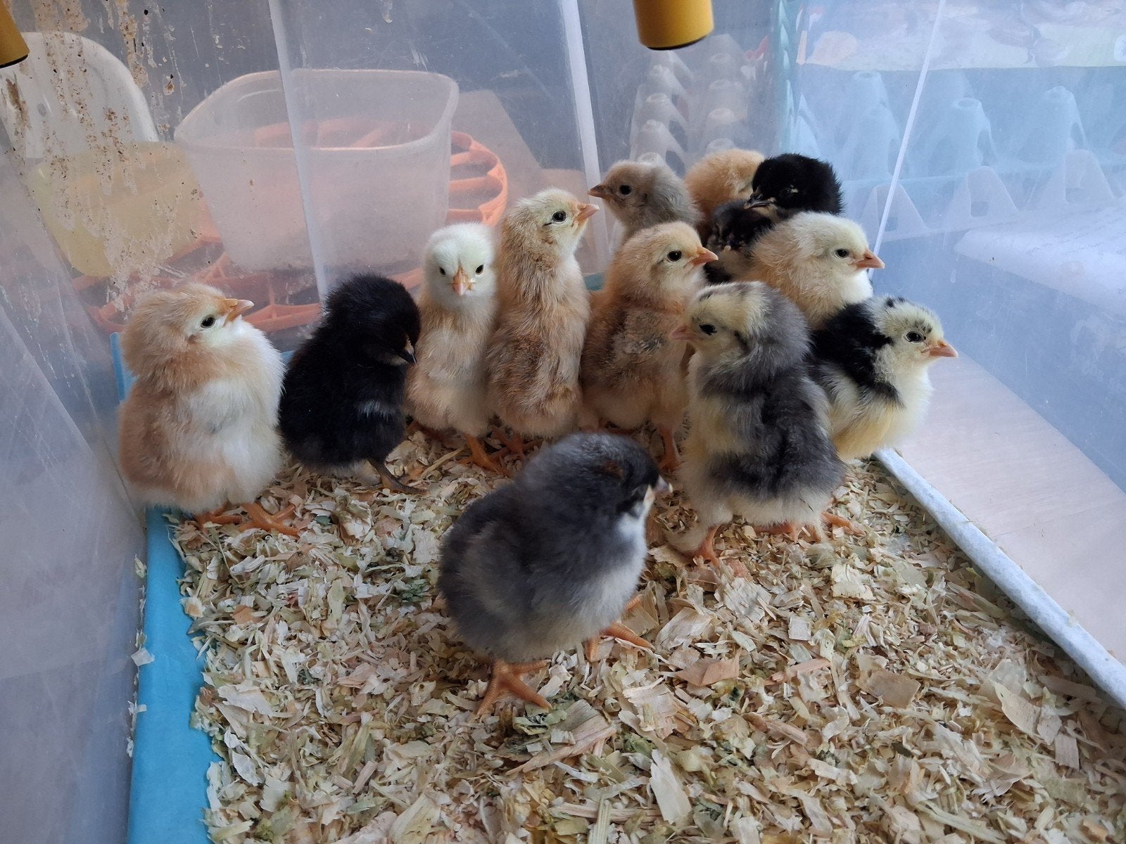 kuikens 23-8 uitgekomen. kleurlegger, Dieren en Toebehoren, Pluimvee, Geslacht onbekend, Kip