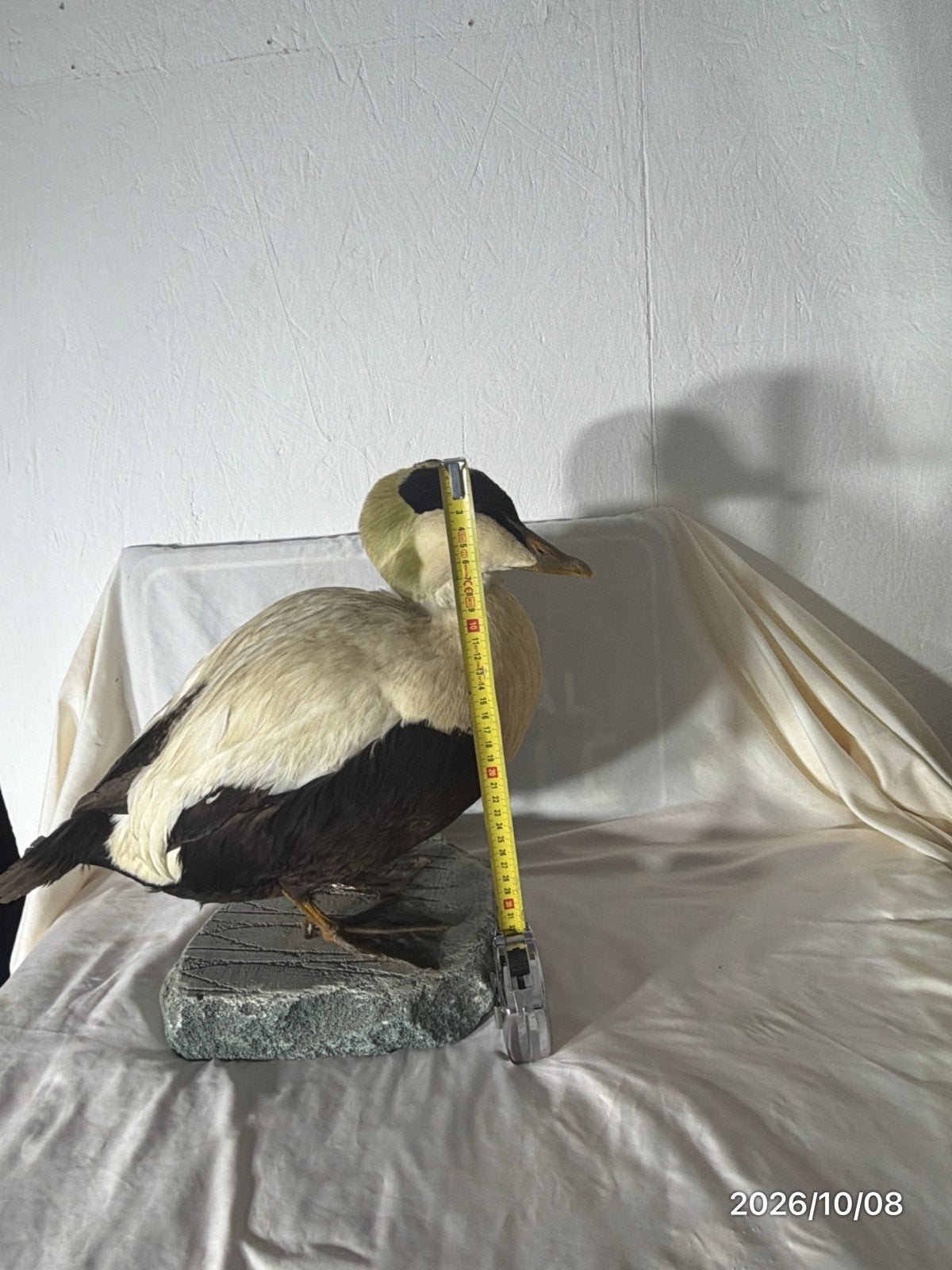 eidereend taxidermie, Ophalen of Verzenden, Zo goed als nieuw, Opgezet dier