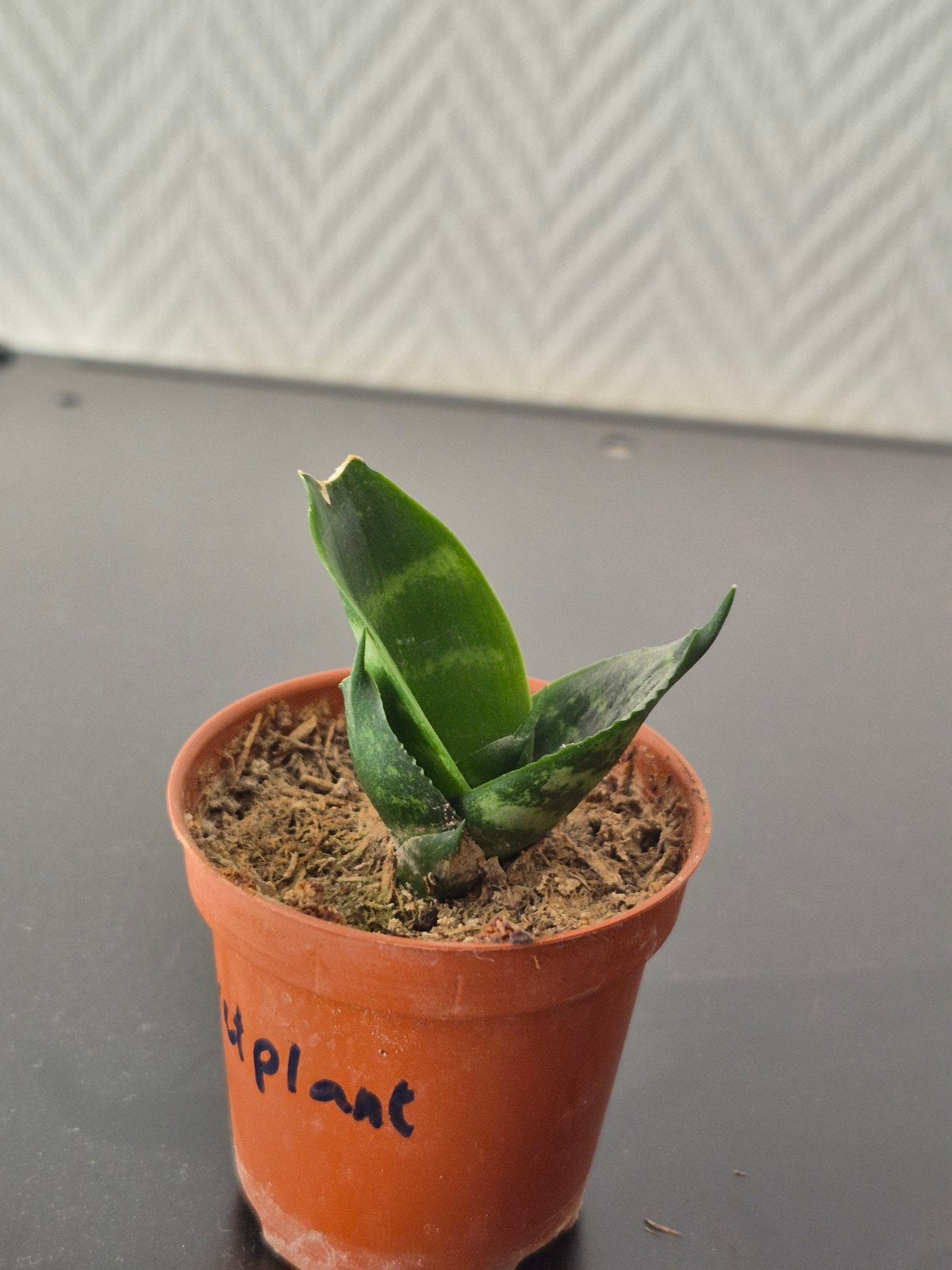 Sansevieria ' - Compacte en onderhoudsvriendelijke pl, Huis en Inrichting, Kamerplanten, Overige soorten, In pot, Minder dan 100 cm