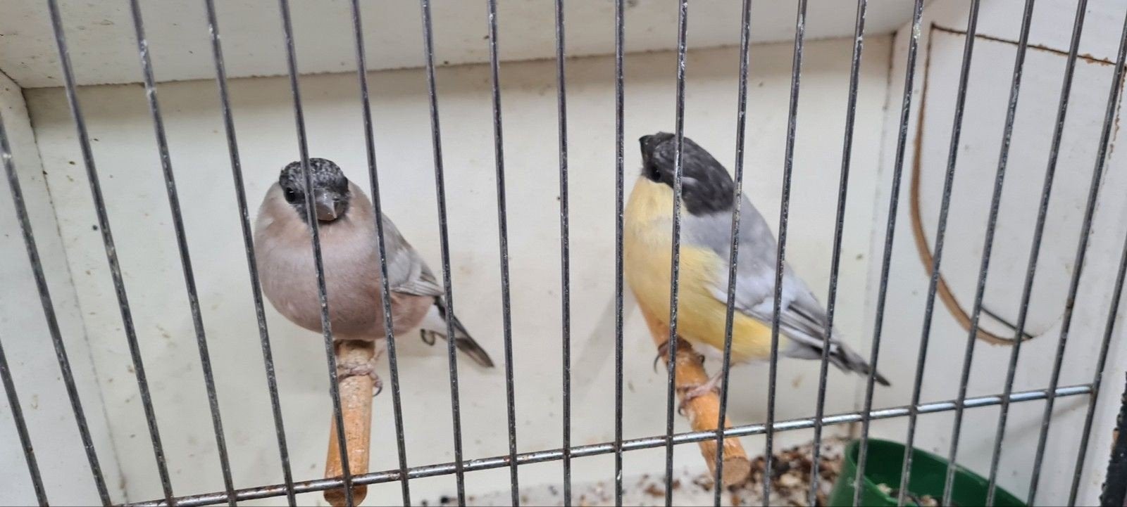 goudvinken, Meerdere dieren, Wildzangvogel