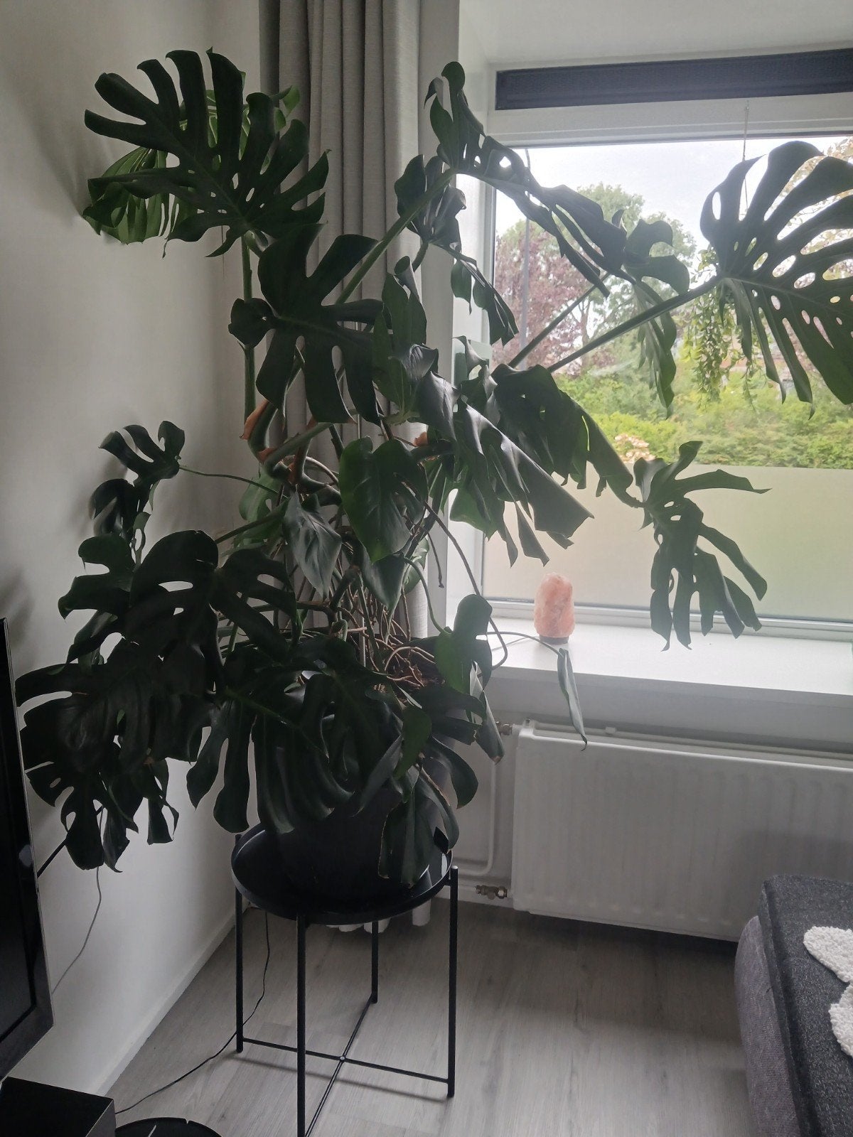 Grote Monstera kamerplant gatenplant in pot, Huis en Inrichting, Ophalen, In pot, Halfschaduw, 100 tot 150 cm