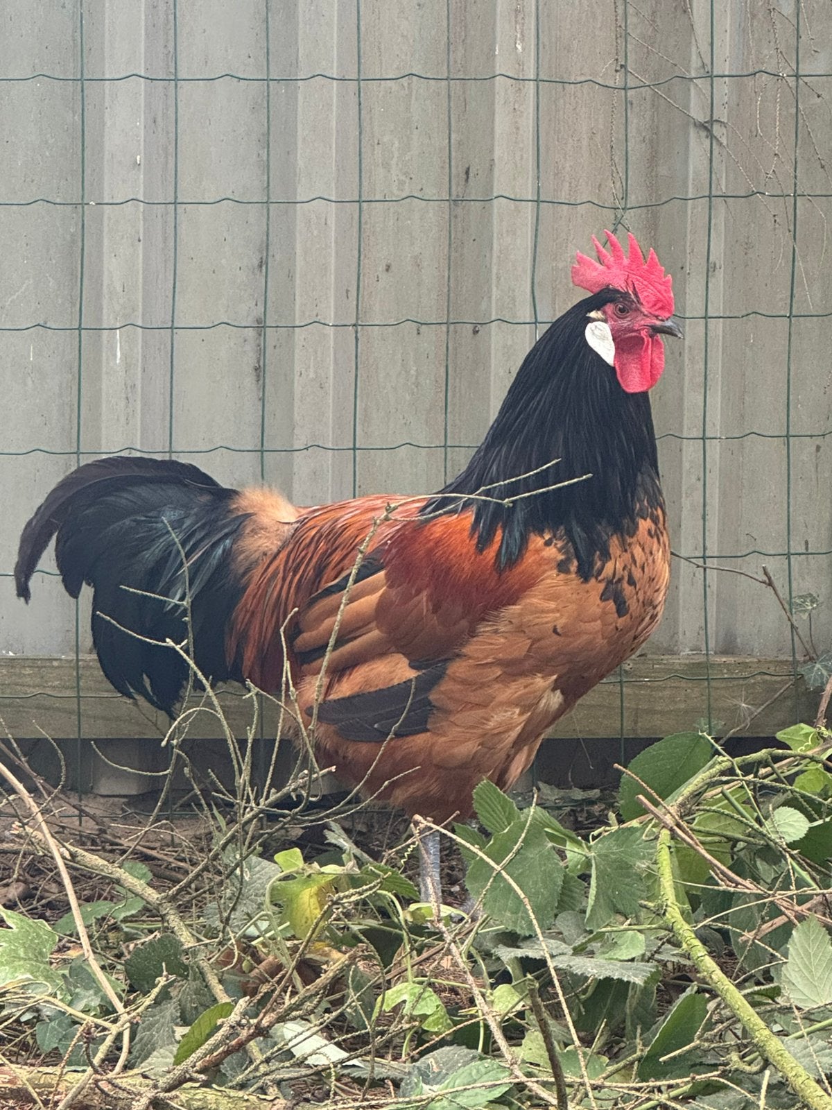 Vorwerk haan , vriendeljjk, Dieren en Toebehoren, Pluimvee, Mannelijk, Kip
