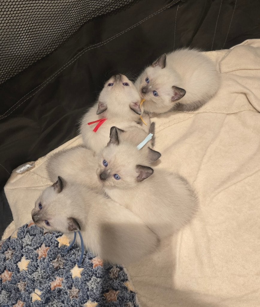 Siamees kittens, Meerdere dieren, Gechipt, 0 tot 2 jaar