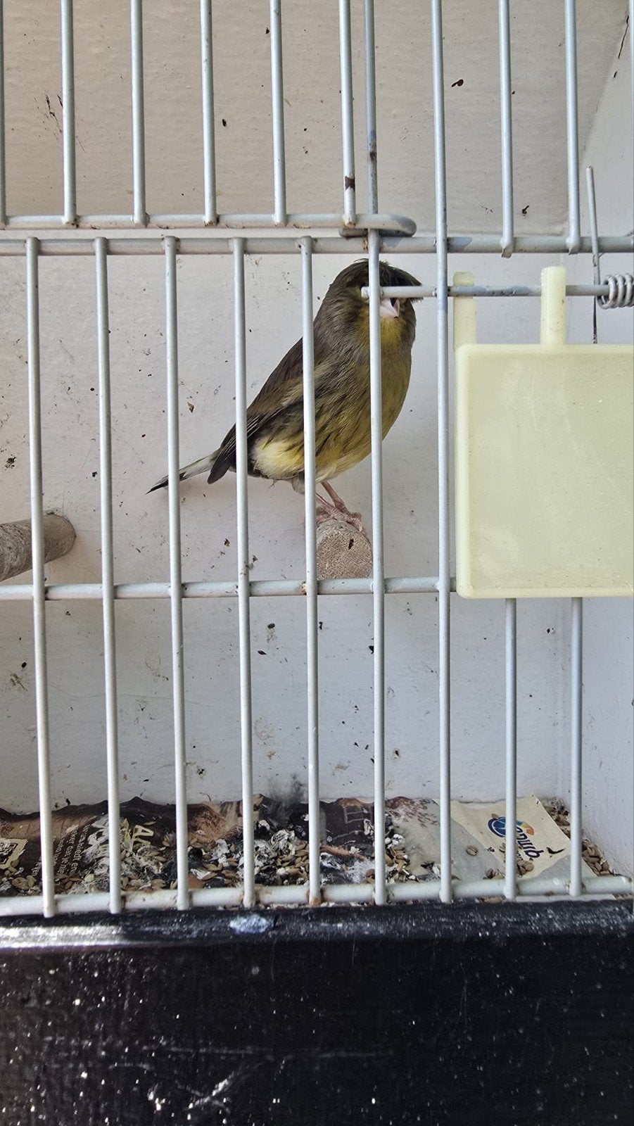Kanaries pop koelister, Dieren en Toebehoren, Vogels | Kanaries, Vrouwelijk