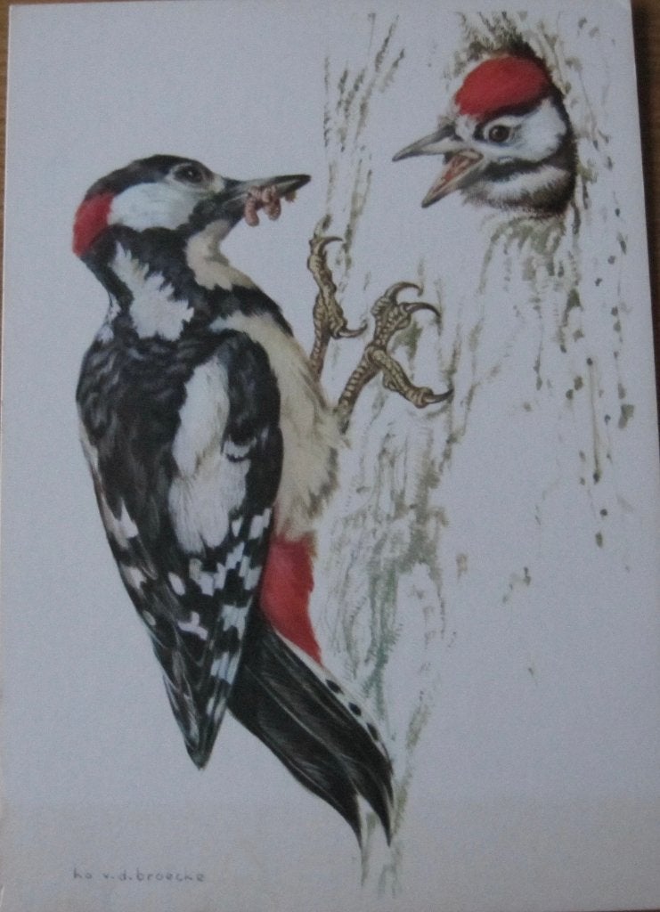 voor het kind - grote bonte specht - 1978 - nieuw, Verzenden, 1960 tot 1980, Ongelopen, Vogel