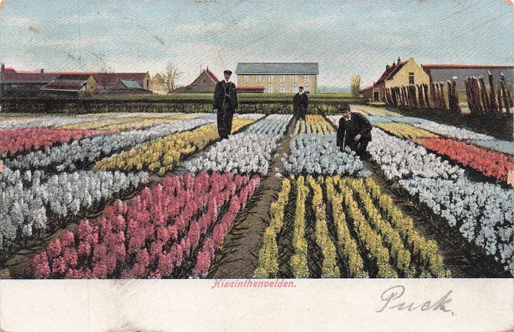 703-449-025 Hiacinthenvelden, Verzenden, Voor 1920